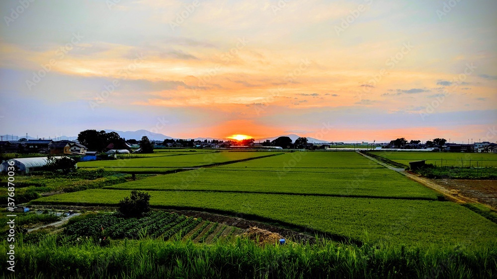 Rice fields and sunset in Japan
