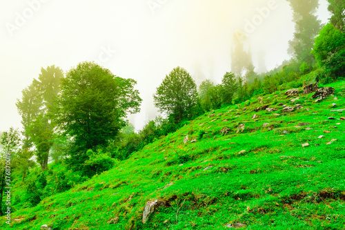 View of alpine meadows & coniferous enroute to Prashar Lake trekk trail. It is located at a height of 2730 m above sea level surrounded by lesser himalayas peaks near Mandi, Himachal Pradesh, India. photo