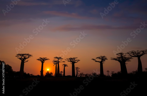 Fototapete Beautiful  sunset sky scene with Panoramic view and  the avenue of the baobabs t