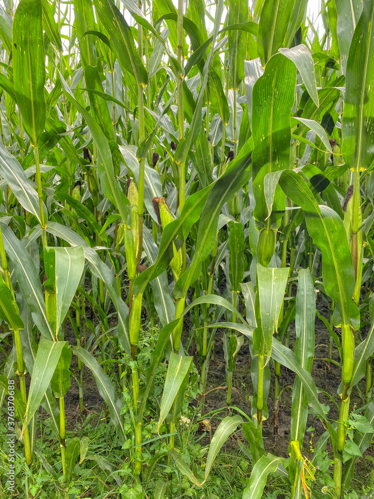 Corn plants Corn plants