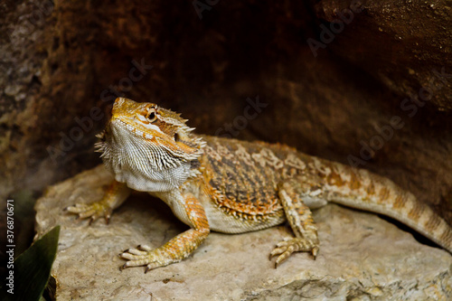 bearded dragon lizard