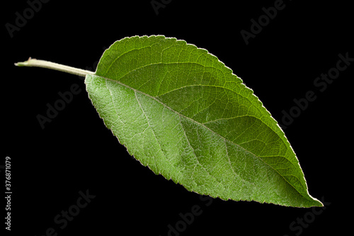 Apple leaf closeup