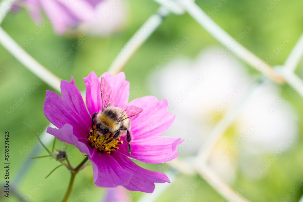 Close-up of lilac flower and bumblebee on pollen, selective focus, light key, bokeh, copy space Close-up of lilac flower and bumblebee on pollen, selective focus, light key, bokeh, copy space