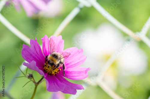 Close-up of lilac flower and bumblebee on pollen, selective focus, light key, bokeh, copy space © Alena
