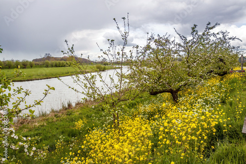 Flowering apple trees along Linge river, Betuwe, Netherlands photo