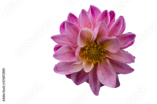 Vivid violet  pink and yellow flower macro isolated on a white background. Floral design.