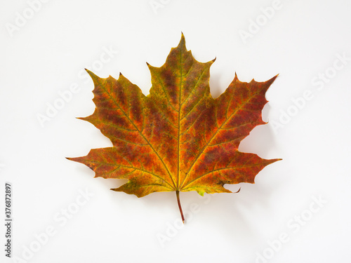 Autumn red  yellow  green maple leaf. Isolated on white background.
