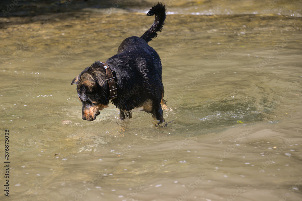 in autumn on a warm day the dog looks for rocks under the water and dives for them