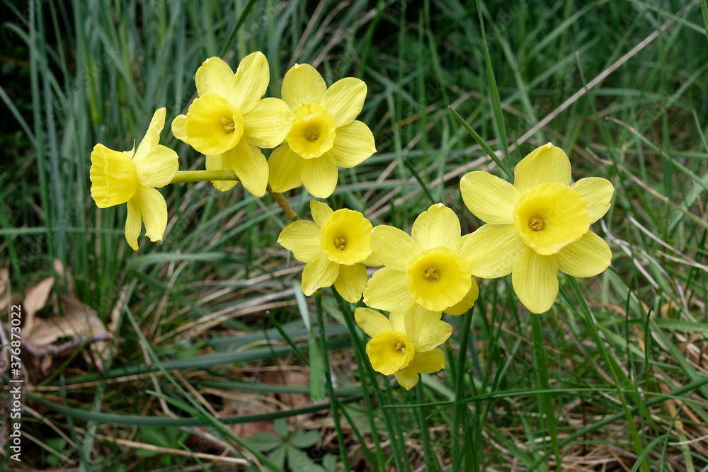 Rush-leaf jonquils (Narcissus assoanus) in Pyrenean mountains