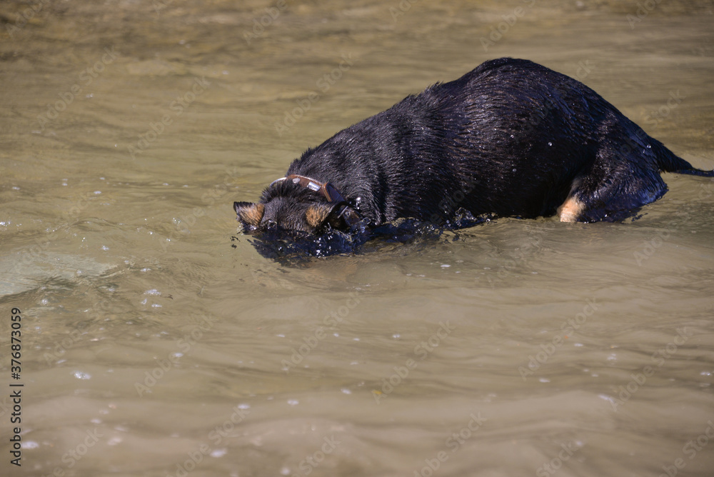 in autumn on a warm day the dog looks for rocks under the water and dives for them in autumn on a warm day the dog looks for rocks under the water and dives for them