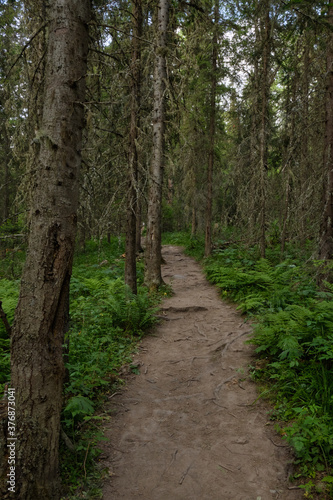 Fototapeta drzewa lato droga natura