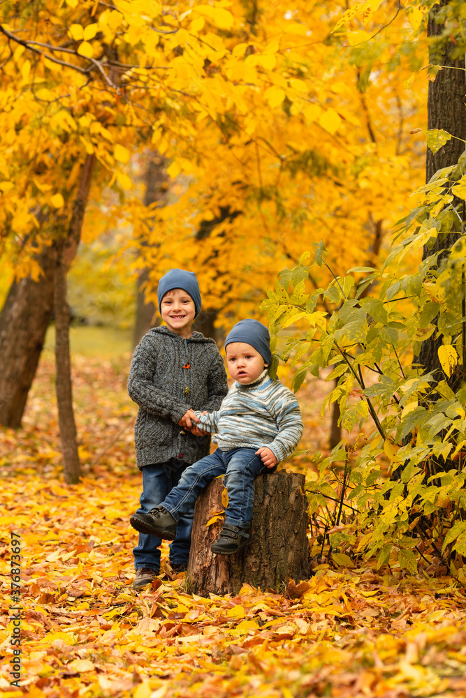 Children in yellow and gold autumn forest. Two little brothers on a wooden stump in fall park. Family walk outdoor. Friendly relationship in family. Cozy and warm knitted sweaters Children in yellow and gold autumn forest. Two little brothers on a wooden stump in fall park. Family walk outdoor. Friendly relationship in family. Cozy and warm knitted sweaters