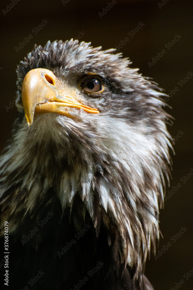 Nahaufnahme Weißkopfseeadler - Kopf vom Adler Nahaufnahme Weißkopfseeadler - Kopf vom Adler