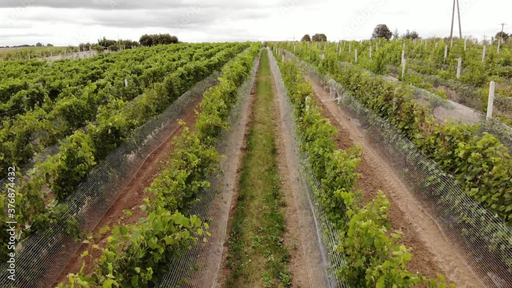 Vineyard plantation in late afternoon lights in Europe. Drone shot.4K, UHD, Cinematic, Aerial footage Vineyard plantation in late afternoon lights in Europe. Drone shot.4K, UHD, Cinematic, Aerial footage