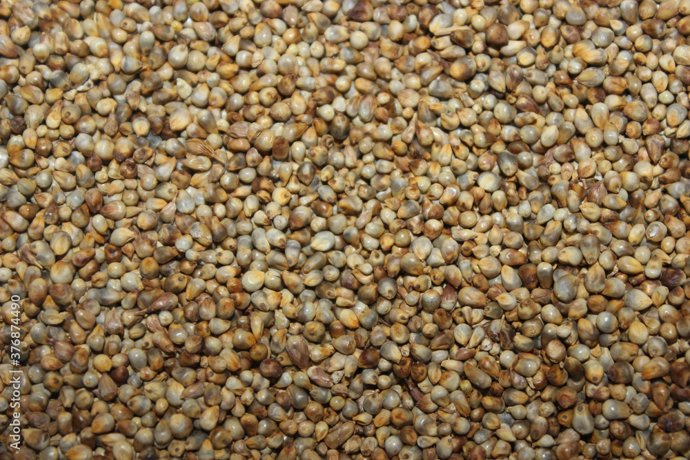 A picture of Pearl millet with selective focus A picture of Pearl millet with selective focus
