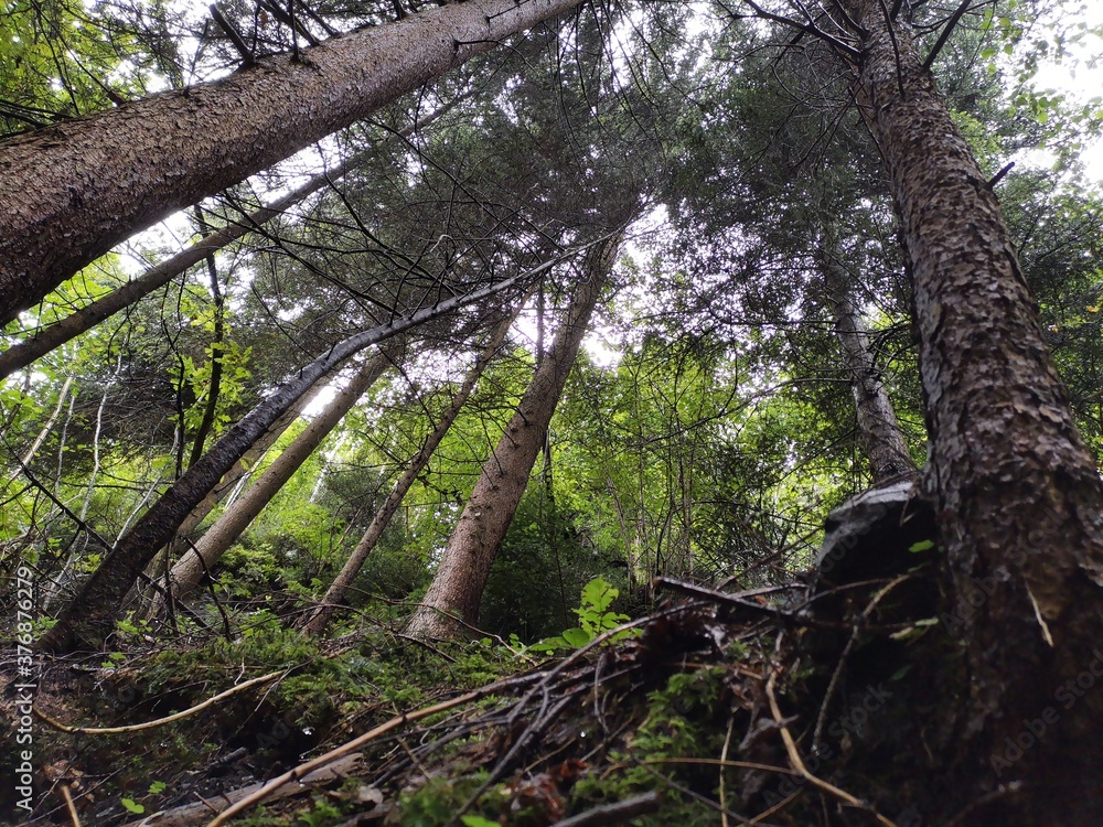 Fototapeta premium trees in the forest