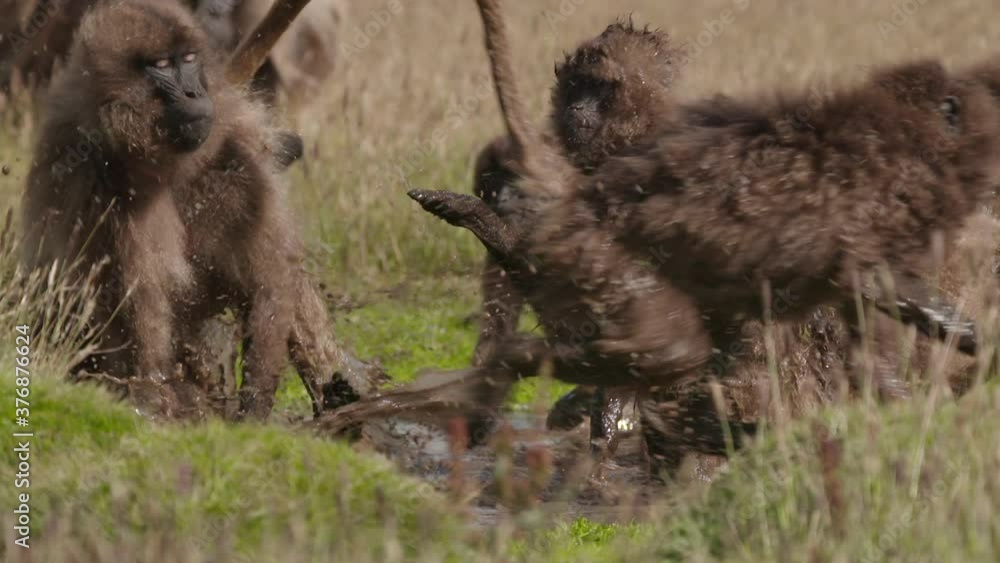 Gelada adult monkey aggressive behavior, Ethiopia Gelada adult monkey aggressive behavior, Ethiopia