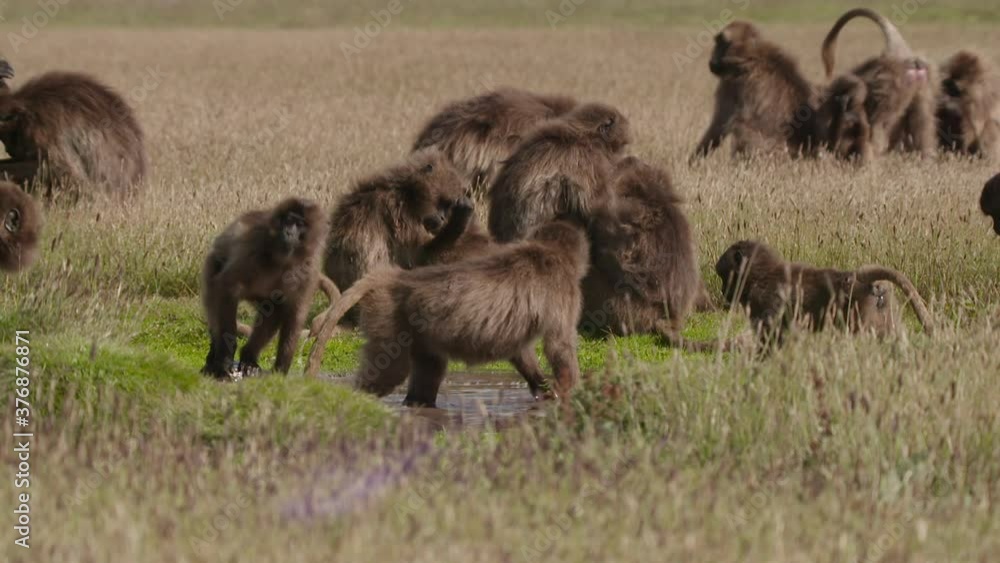 Gelada monkey aggressive behavior, Ethiopia Gelada monkey aggressive behavior, Ethiopia