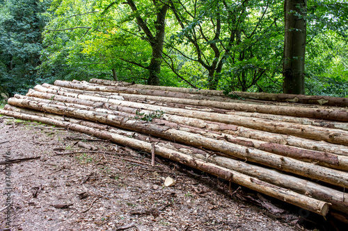 Felled logs stacked in the forest