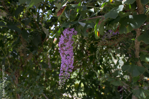 Buddleja officinalis in the park