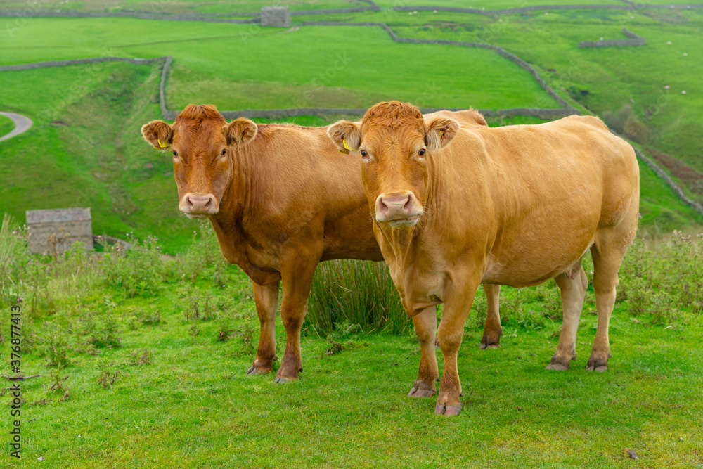 Two Limousin cows facing forward on the high fells near Keld n the Yorkshire Dales, England. Green meadows and drystone walling in the background. Horizontal. Space for copy. Two Limousin cows facing forward on the high fells near Keld n the Yorkshire Dales, England. Green meadows and drystone walling in the background. Horizontal. Space for copy.