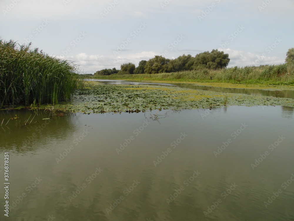 veduta di un fiume con piante acquatiche veduta di un fiume con piante acquatiche