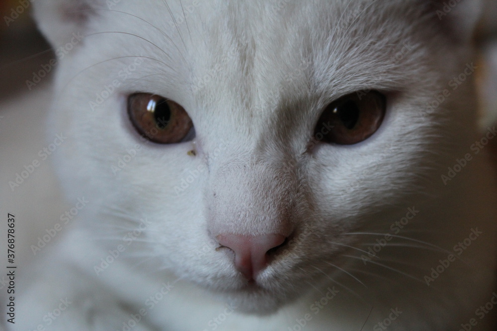 muso di gatto albino muso di gatto albino