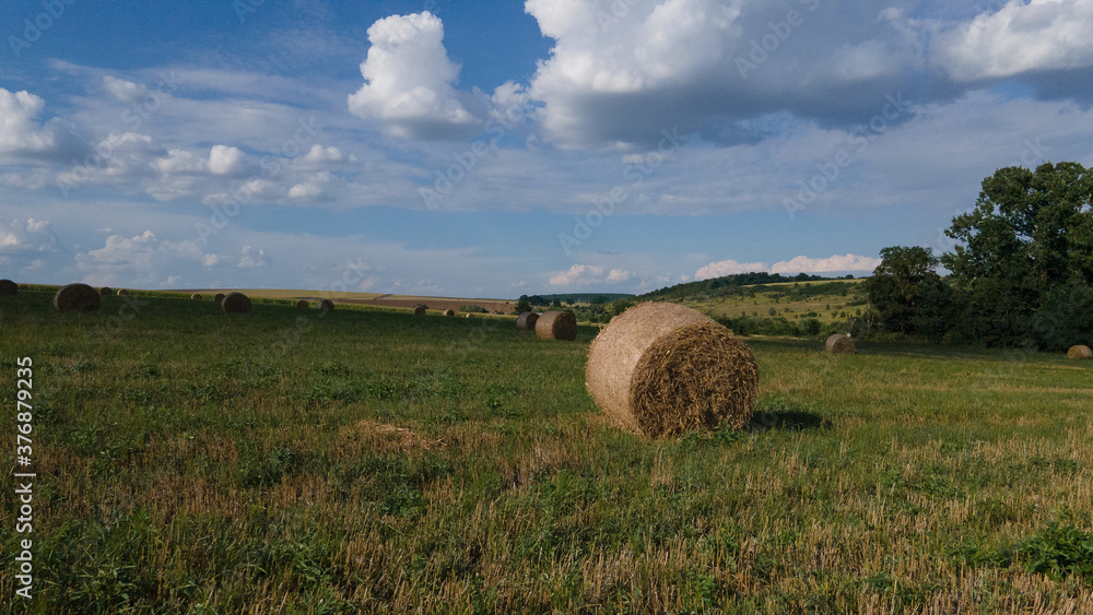 Field with round bales of straw in summer