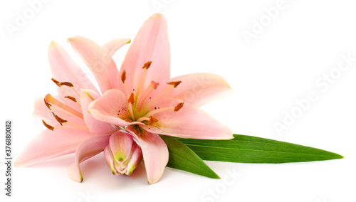 Two pink lilies.