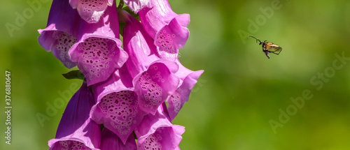 Fotografie small insect prepared to land on foxglove (digitalis) flower