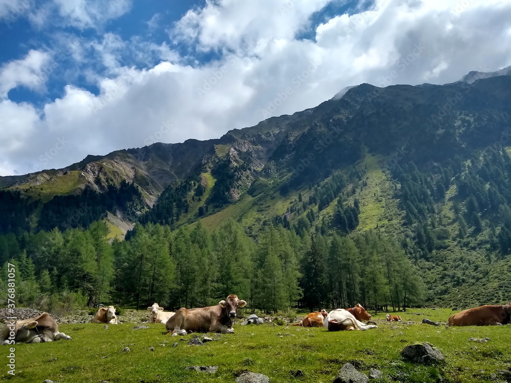Rinder auf Almwiese vor eindrucksvollem Bergpanorama