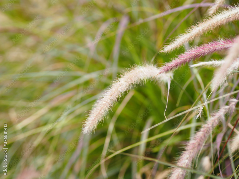 GRAMINEAE Setaria verticillate Panicum verticillatum flower booming in meadow on nature background GRAMINEAE Setaria verticillate Panicum verticillatum flower booming in meadow on nature background