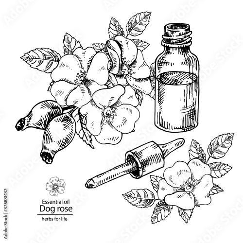 Hand drawn vector illustration of dog rose oil bottle with dropper. Engraved medicinal herb for cosmetics, medicine, treating, aromatherapy, package design healthcare.
