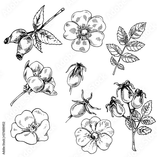 Hand drawn vector illustration set of dog rose. Berries, leaves and flowers isolated. Engraved medicinal herb for cosmetics, medicine, treating, aromatherapy, package design healthcare.