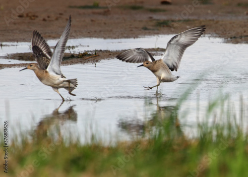  Conflict between two young sandpipers