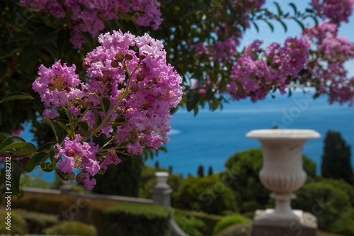 Lush pink flowers grow against the blue sea. In the background is an antique vase