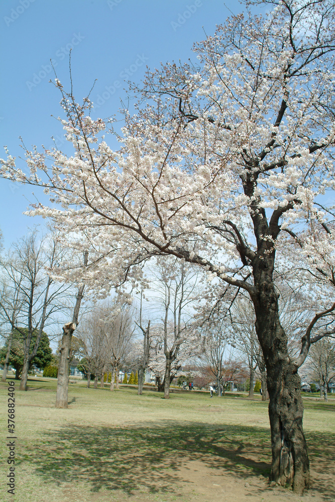 都立武蔵国分寺公園の桜
