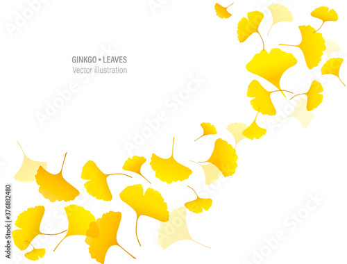 Autumn background with yellow ginkgo leaves. Vector frame of fall Japanese ginkgo biloba leaves on white background. Eps 10 vector illustration.