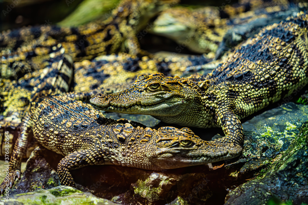 a small caimans - crocodiles on a log and rock on a sunny day. It live throughout the tropics in Africa, Asia, the Americas and Australia. Wildlife and animal concept. a small caimans - crocodiles on a log and rock on a sunny day. It live throughout the tropics in Africa, Asia, the Americas and Australia. Wildlife and animal concept.