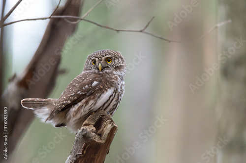 Eurasian pygmy owl (Glaucidium passerinum) sits on a branch in Sweden. The owl is the smallest owl in Europe. Blurred background, copy space with place for text.