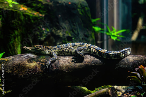 Photos a small caimans - crocodiles on a log and rock on a sunny day