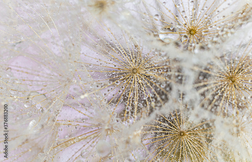 dandelion seeds with water drops background