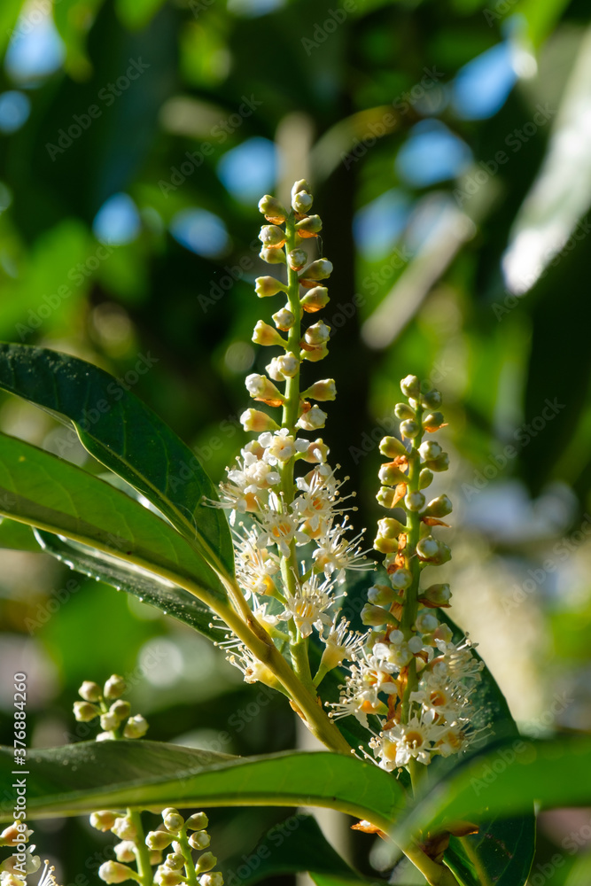 Hochformat: Knospen und Blüten zwischen Blättern in einem Busch Lorbeerkirsche / Kirchlorbeer (Lat.: Prunus laurocerasus) im Frühling 