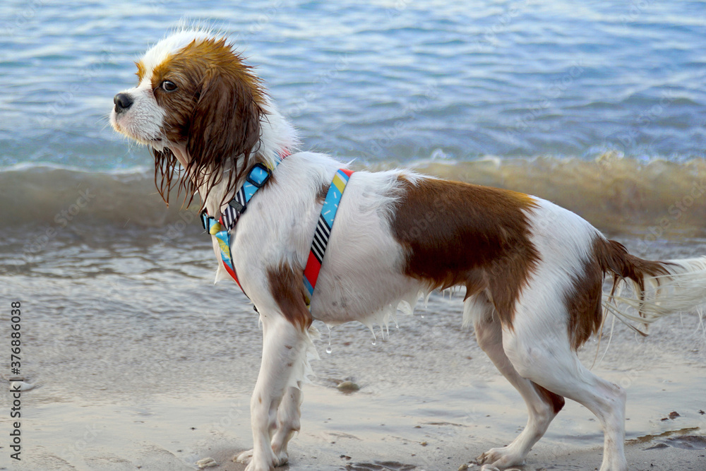 A wet dog in a harness is standing on the seashore. A wet dog in a harness is standing on the seashore.