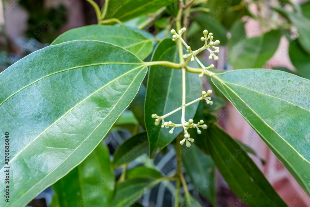 Fototapeta premium Boutons floraux de cannelle 