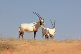 Arabian Oryx herd