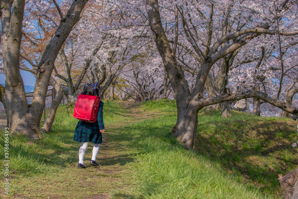 新一年生と桜