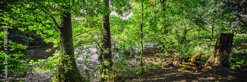 Fototapeta Naklejka Na Ścianę i Meble -  panoramic image of a forest trail in summer