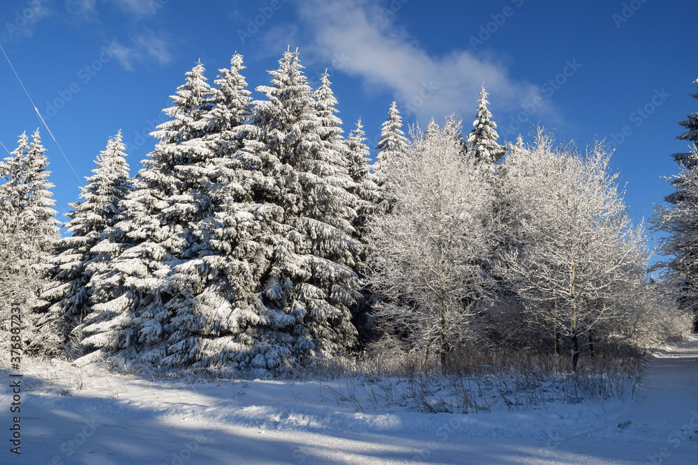 Winter Landscape Meissner Mountain Forest