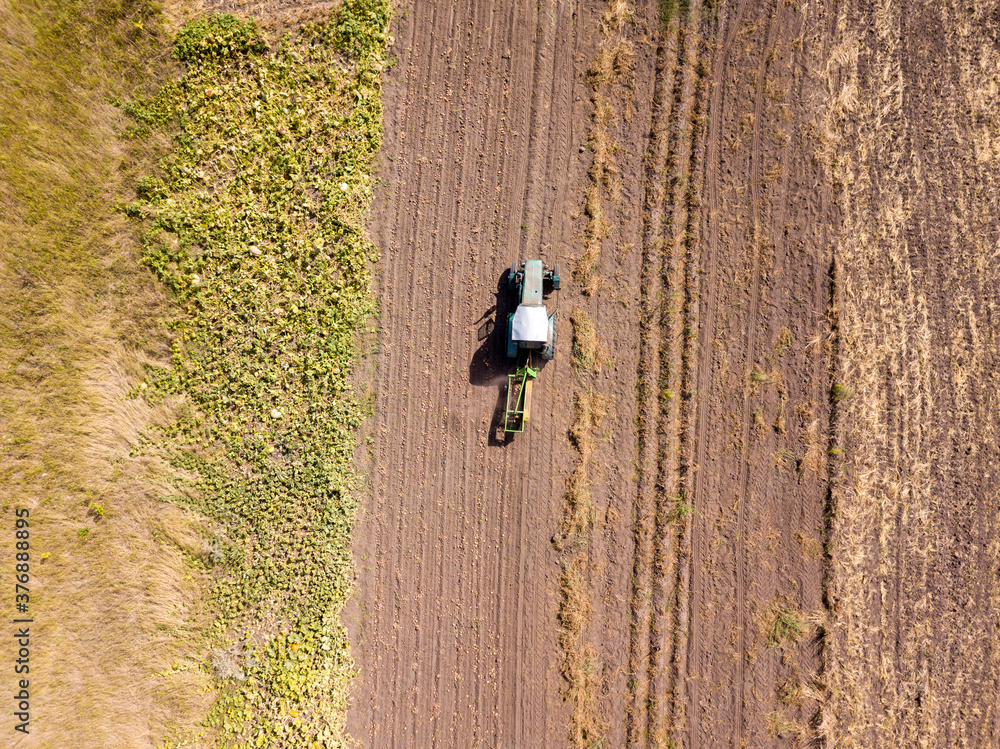 Fototapeta premium Aerial drone view. The tractor collects potatoes in a potato field.